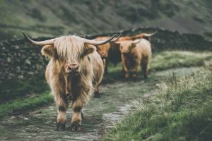 highland cow prints on canvas